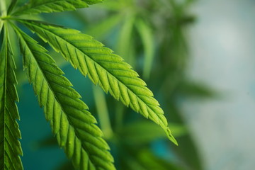 Cannabis on the background of the globe