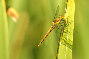 Blutrote Heidelibelle,  Sympetrum sanguineum, junges Weibchen