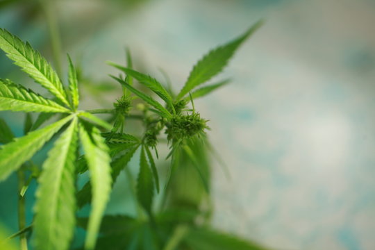 Cannabis on the background of the globe