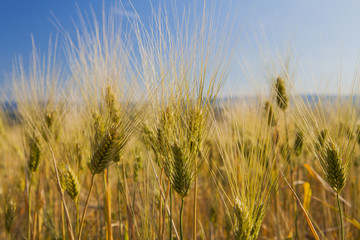 Wheat field 