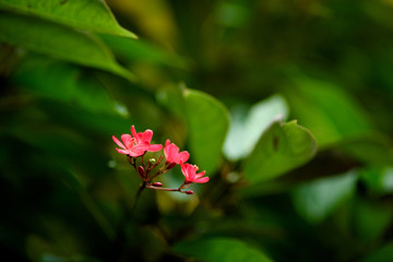 Red flowers on green backgound