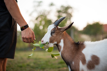 Baby goat eating leafs