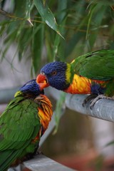 Gebirgslori / Allfarblori / Regenbogenlori