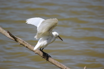 Ecosistema de Do&ntilde;ana
