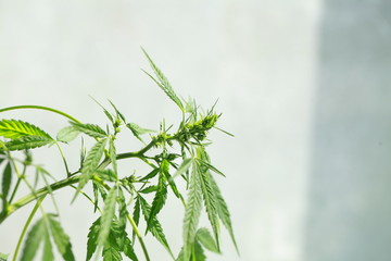 Cannabis on the background of the globe