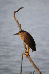 Ecosistema de Do&ntilde;ana