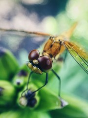 macro dragonfly - 167806955