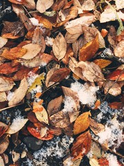 autumn leaves - 167806976