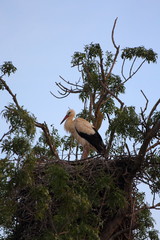 Ecosistema de Do&ntilde;ana