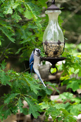 Blue Jay eating