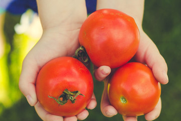 tomatos in hands - 167807135