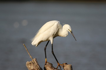 Ecosistema de Do&ntilde;ana