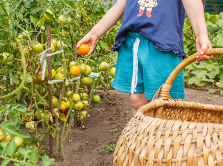 Baby collects tomatoes - 167807185