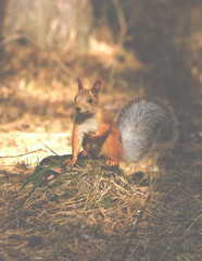 squirrel in the forest - 167807197