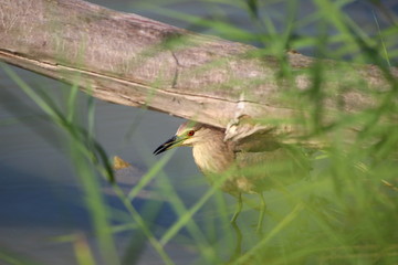 Ecosistema de Do&ntilde;ana