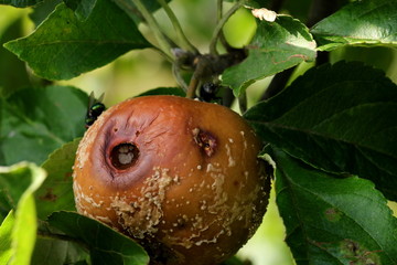 fauliger Apfel am Baum