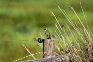 Ecosistema de Do&ntilde;ana