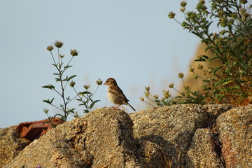 Ecosistema de Do&ntilde;ana