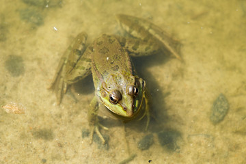 green frog in the water - 167807595