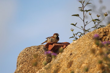 Ecosistema de Do&ntilde;ana