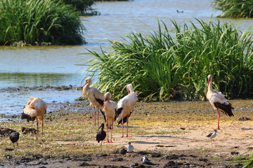 Ecosistema de Do&ntilde;ana