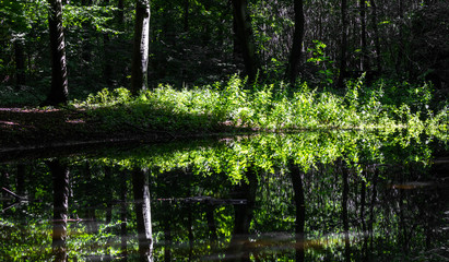 Waldsee mit Spiegelung