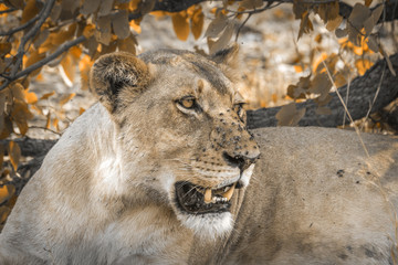 African lion in Kruger National park, South Africa