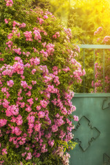 Bushes with small roses and an old wicket. Beautiful view of the garden.
