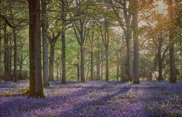A bluebell wood with a mass of bluebells at sunset with sunbeams