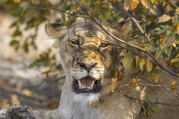 African lion in Kruger National park, South Africa