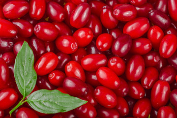 dogwood berry with leaf as background. Top view