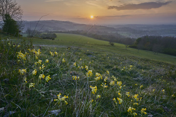 A mass of cowslips on top of a hill at sunset, South Downs National Park