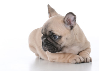 Obraz premium cute french bulldog puppy