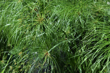 Fototapeta premium All green close up cr2017 darrellbjanks