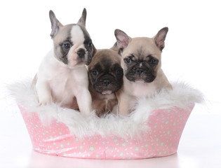 three puppies in a dog bed