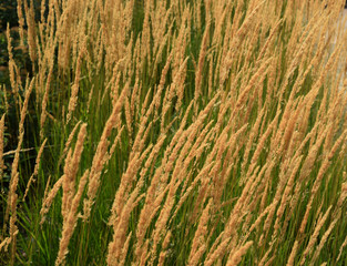 Obraz premium river wheat cr2017darrelljbanks