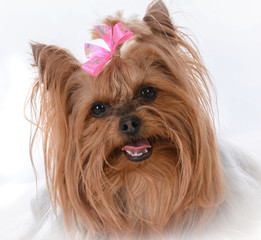 female yorkshire terrier