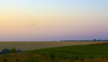 Evening in the countryside, fields with birth and gray sky