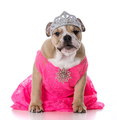 spoiled female dog © Willee Cole