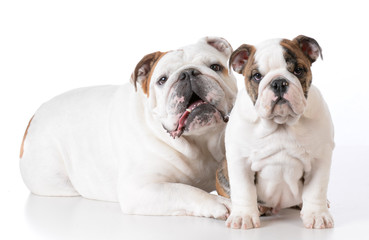 Obraz premium adult and puppy bulldog
