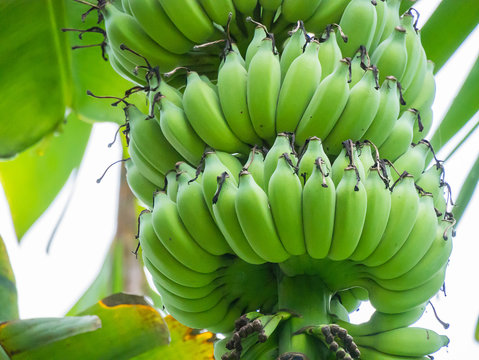 A large banana bunch on a banana tree.