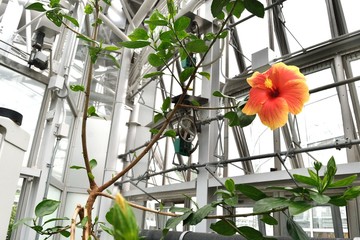 温室ハイビスカス 