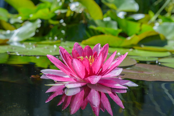 Idylle im Garten - Seerose mit Spiegelung im Wasser 