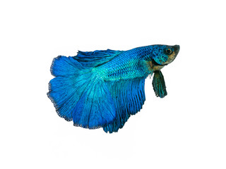 capture the moving moment beautiful of siam blue halfmoon betta fish in thailand on white...