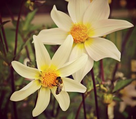 Fototapeta premium Blume