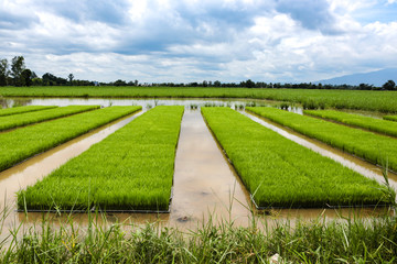 Obraz premium Lush green rice fields with blue sky in the background.