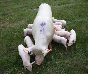 Piglets are eating milk in the mother breast