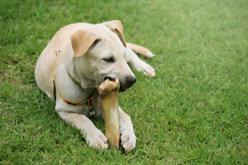 Labrador puppy chewing big bone