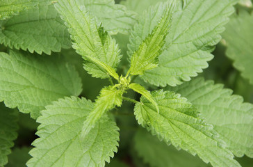 Nettle