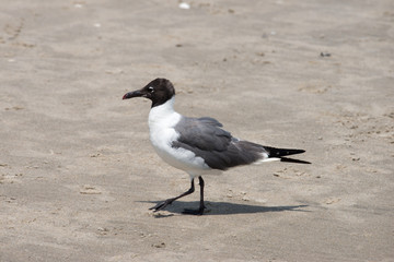 Seagull walking along on the beach